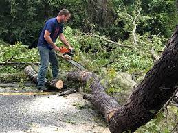 Best Hazardous Tree Removal  in Huntington Beach, CA